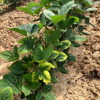 Soybeans Don't Like 'Wet Feet"