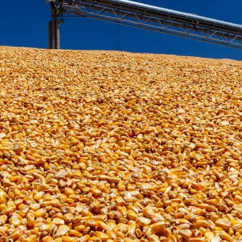 China Set To Hit Pause Button On US Corn Buying On Weak Market