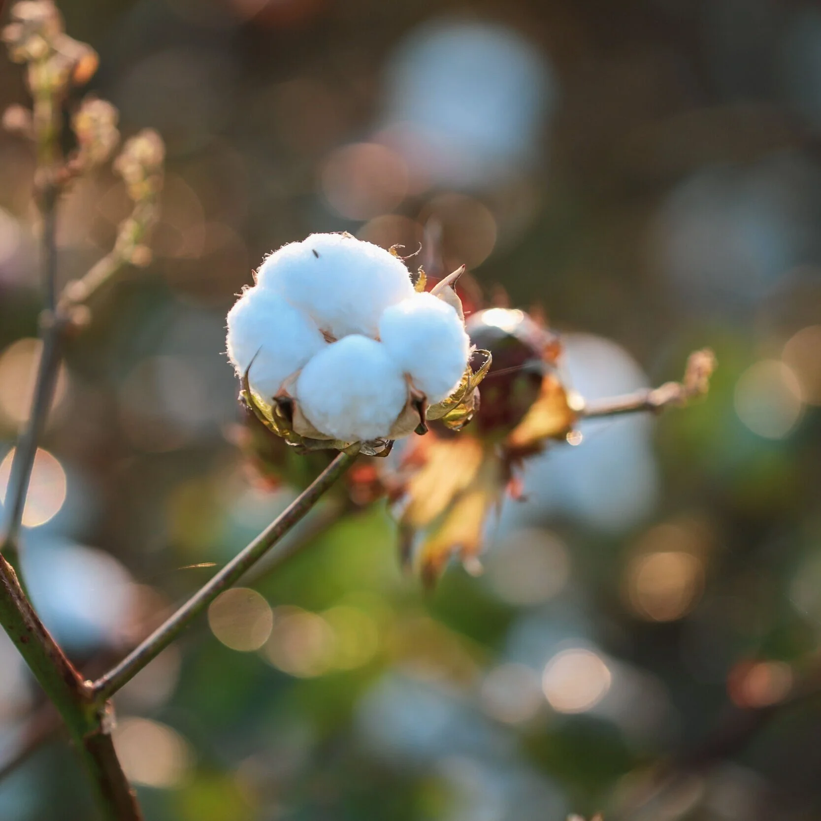 Mid South Cotton