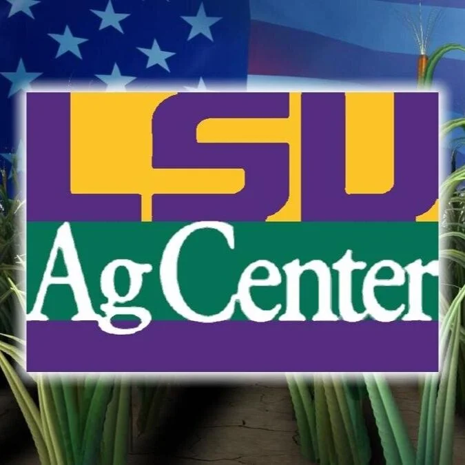 LSU AgCenter, African Agriculture,Inc., Partner For Training, Tech Transfer For Senegal