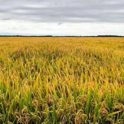 WASDE Rice: Higher US Exports, Ending Stocks