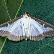 Box Tree Moth Detected In The US
