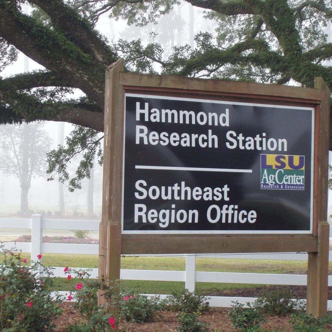 LSU AgCenter Hammond Research Station Plans July 23 Field Day, Virtual Content