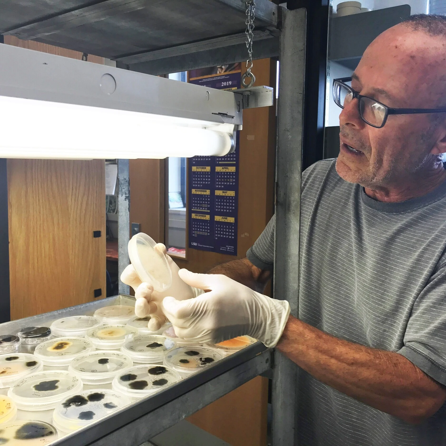LSU AgCenter Scientist Elected To American Phytopathological Society 