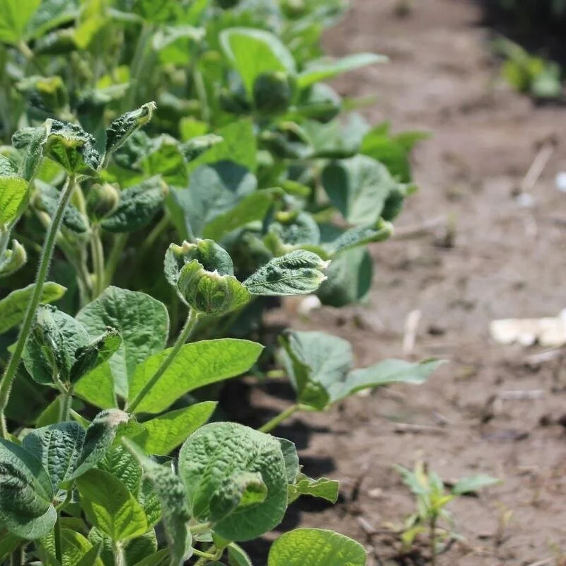 Irrigation Helps Soybeans Recover From Dicamba Drift
