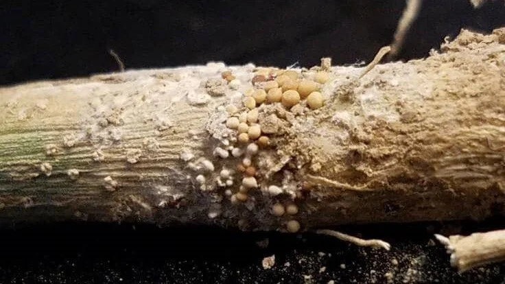 Southern Blight: What Hemp Farmers Need to Know