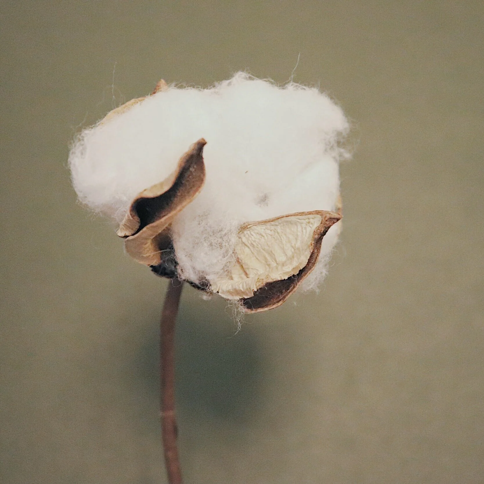 Louisiana Cotton Report 7-22-21