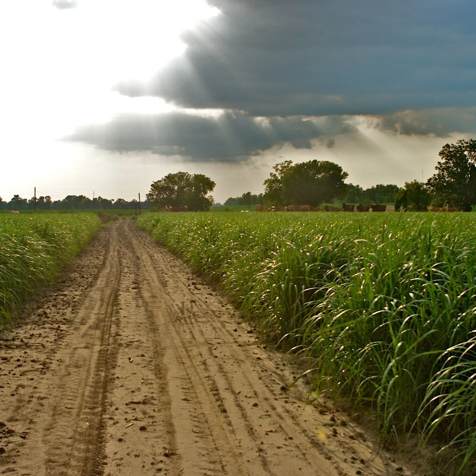 In-Person Sugarcane Field Day Returns With New Varieties