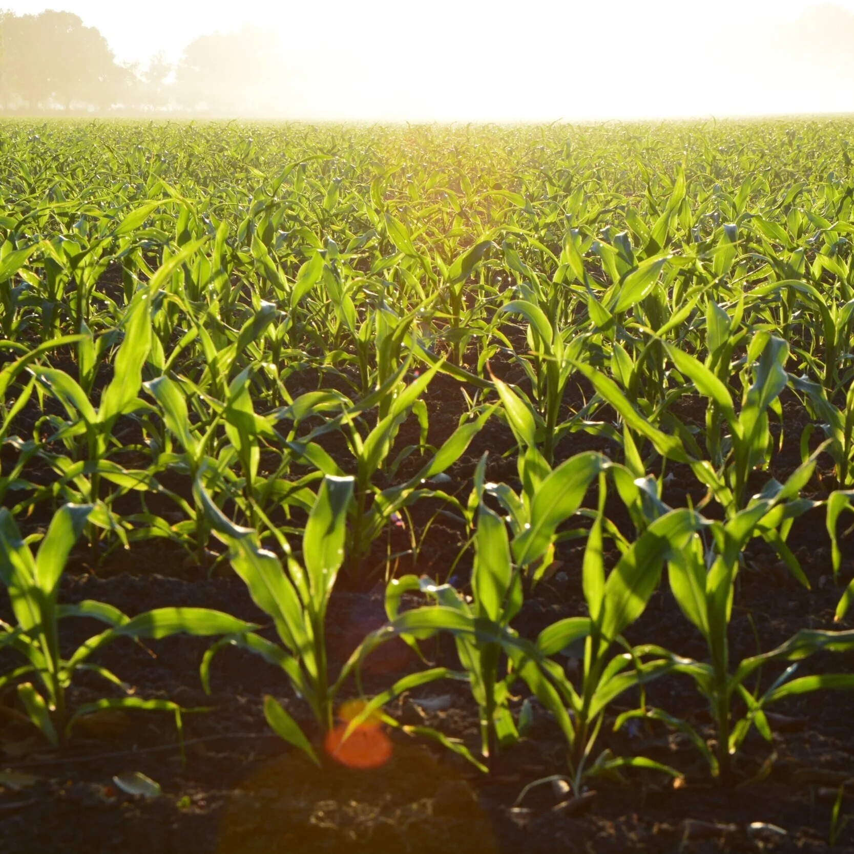 Louisiana Corn Crop Update