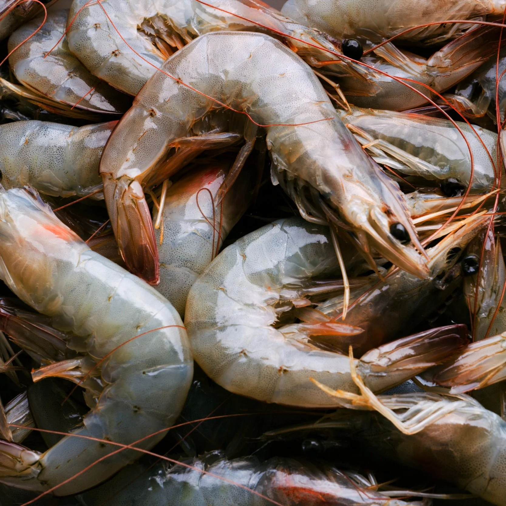 LDWF to Begin Accepting Applications for $12.4 Million in COVID-19 Relief Funds