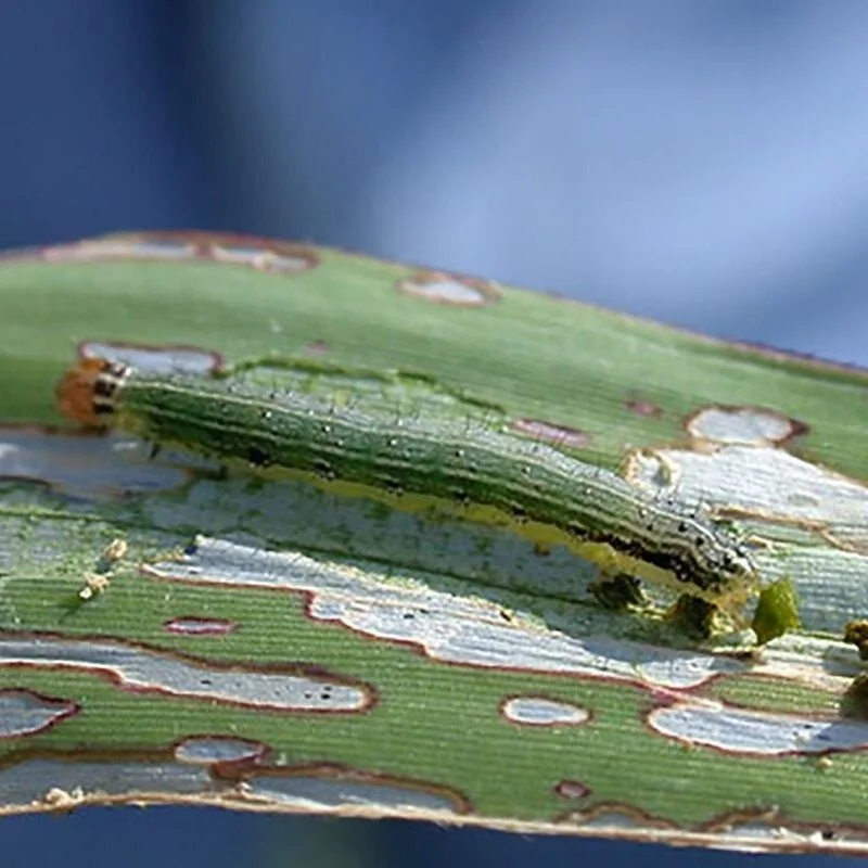 EPA Grants Exemption for Armyworm Battle in Arkansas