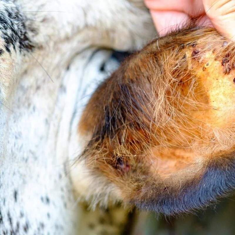 Hidden Parasite Can Lead To Death In Cattle 