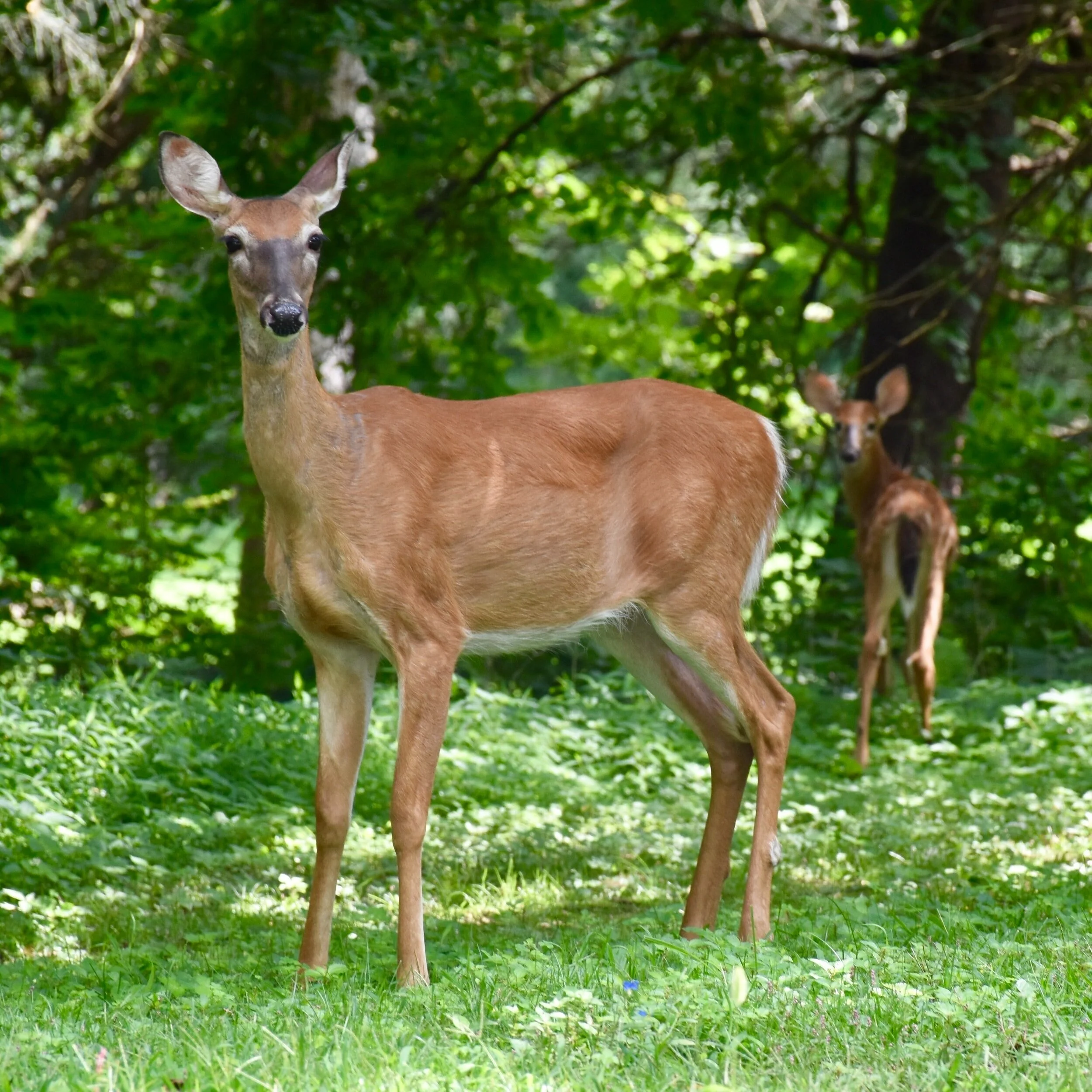 Surveillance Data Shows White-Tailed Deer Exposed To SARS-CoV-2