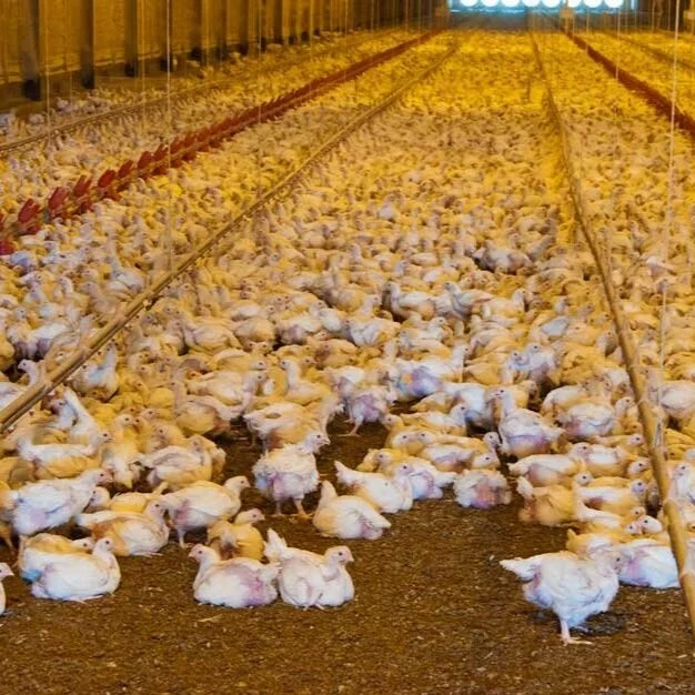 DOJ Charges Koch Foods, Four Pilgrim’s Pride Execs in Poultry Price Fixing Case