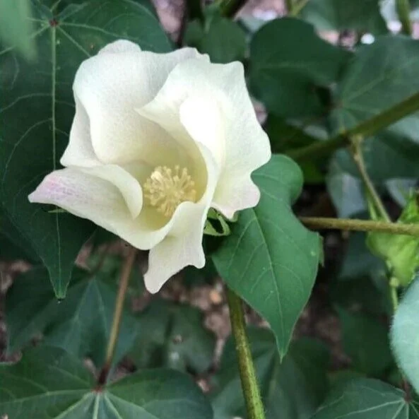 Cotton Hits The Magic 90-Cent Mark