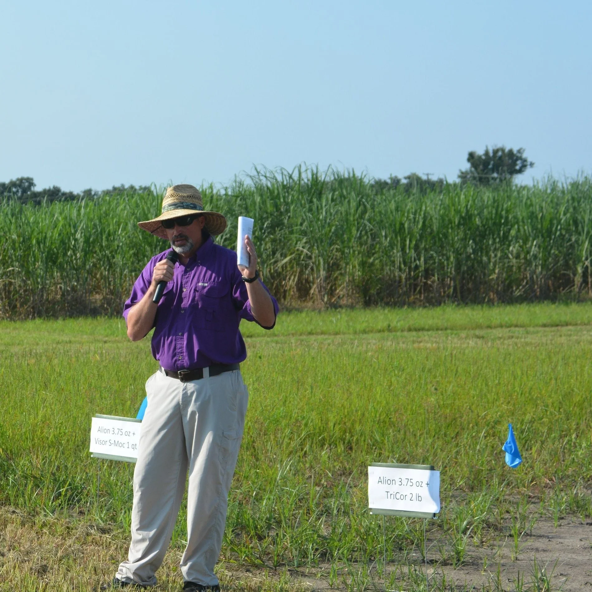 Wet Weather, New Varieties Highlight Discussions At Acadiana Sugarcane Field Days