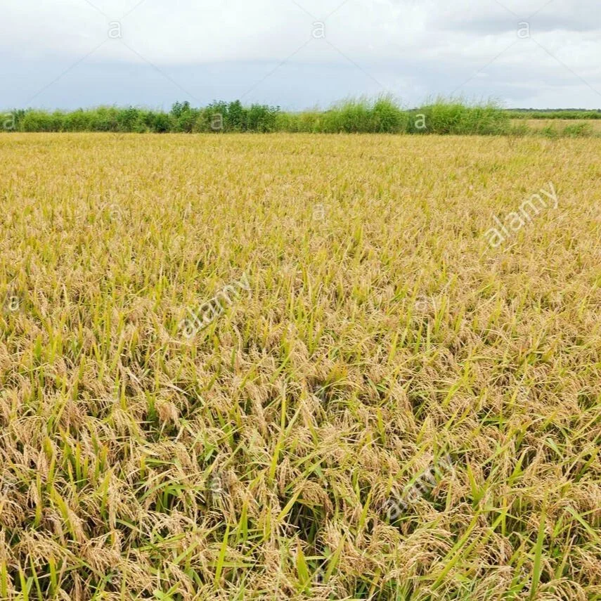Long Grain Rough Rice Sales Up 27% From 2020