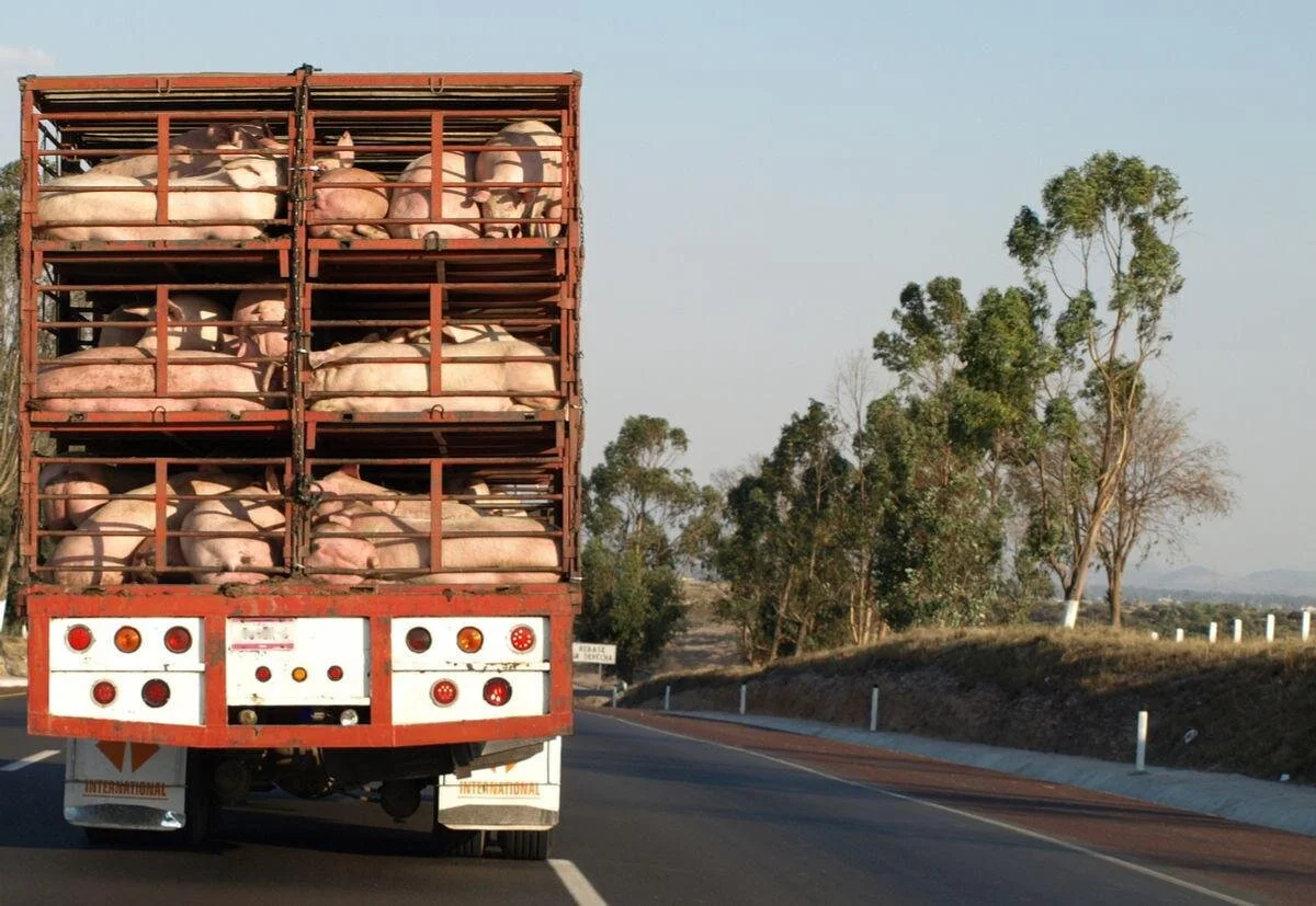 As of Next Year, Californians May Have No Pork