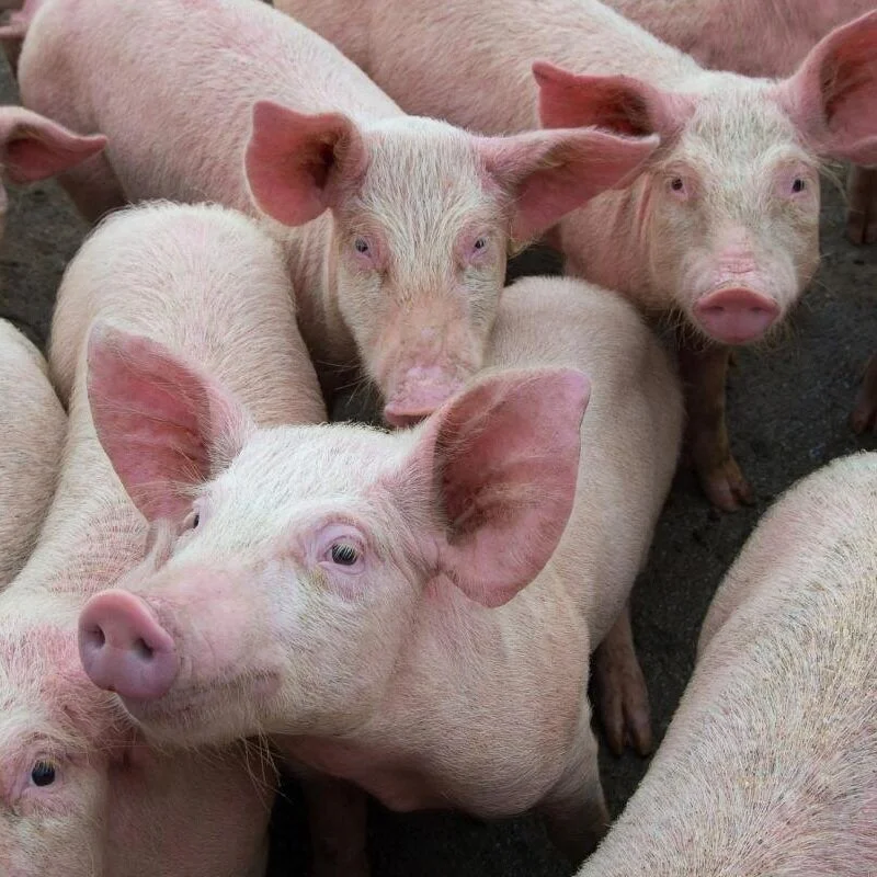 China's Putting Pigs In 13-Story 'Hog Hotels' To Keep Germs Out