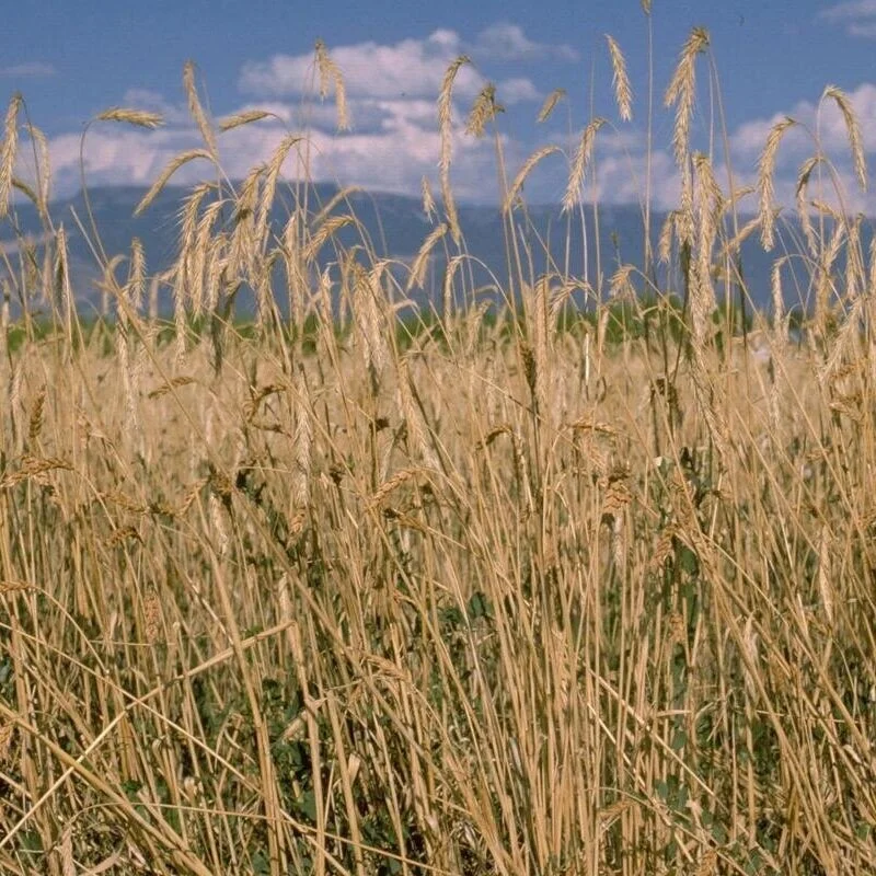 Study Finds Cover Crops Can Reduce Waterhemp Pressure