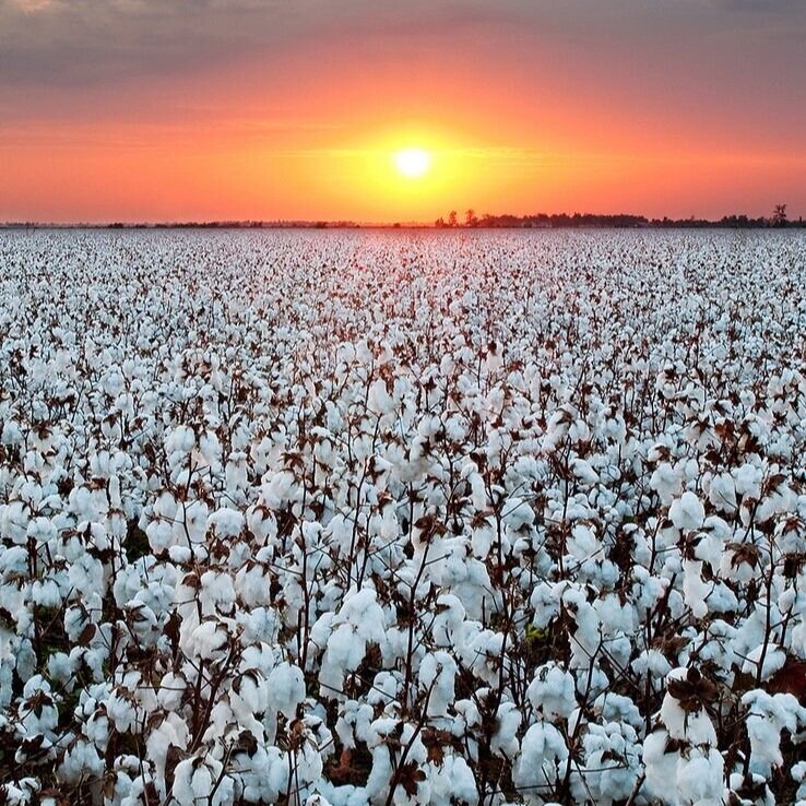 Mid-South Cotton