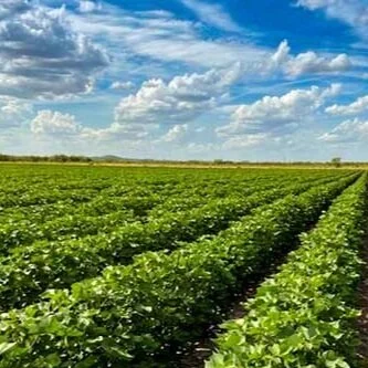 Cotton Market Flirts With 92 Cents