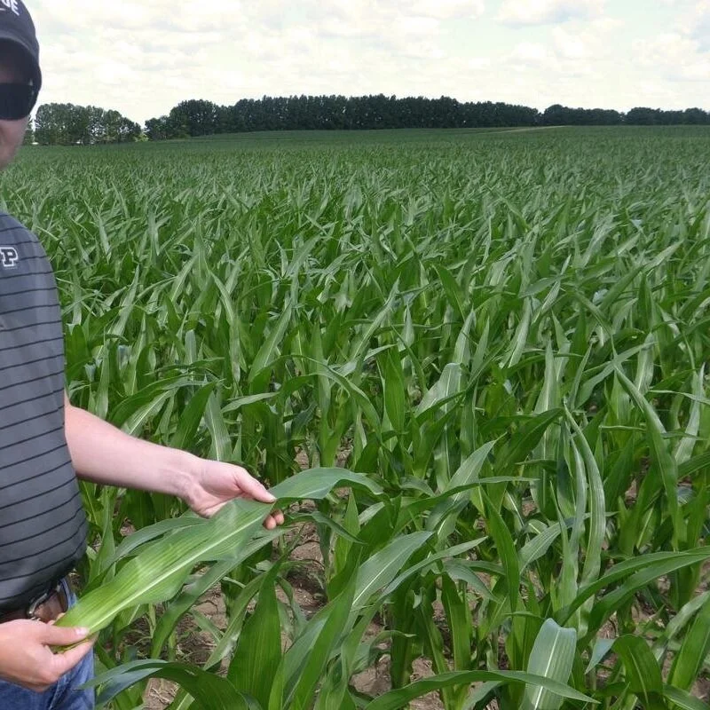 Missing Gene Responsible For Deeper Corn Roots