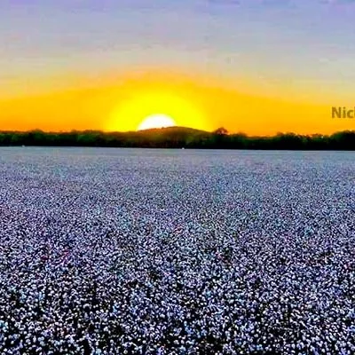 Cleveland On Cotton: Lagging Exports Not A Sign Of Weak Demand