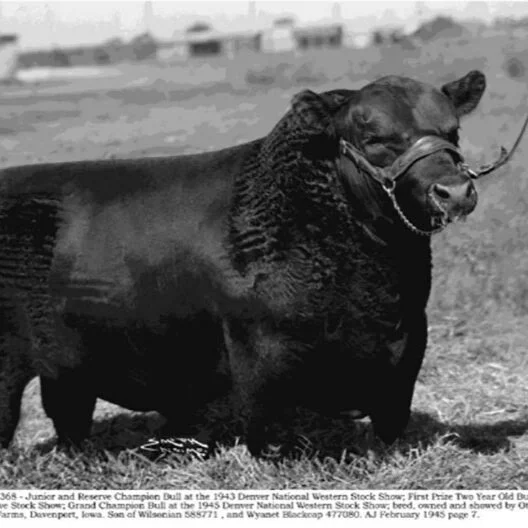 Beef Cattle in the United States: A Story of Entrepreneurship and Genetic Advancement