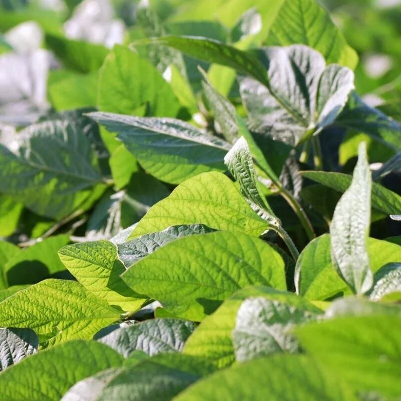 Well Nodulated Soybeans Shouldn't Need Added Nitrogen