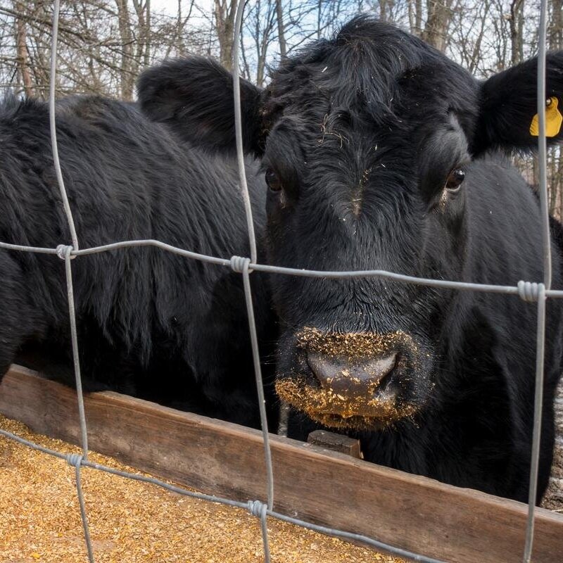 Red River Livestock Auction -- September 29, 2021