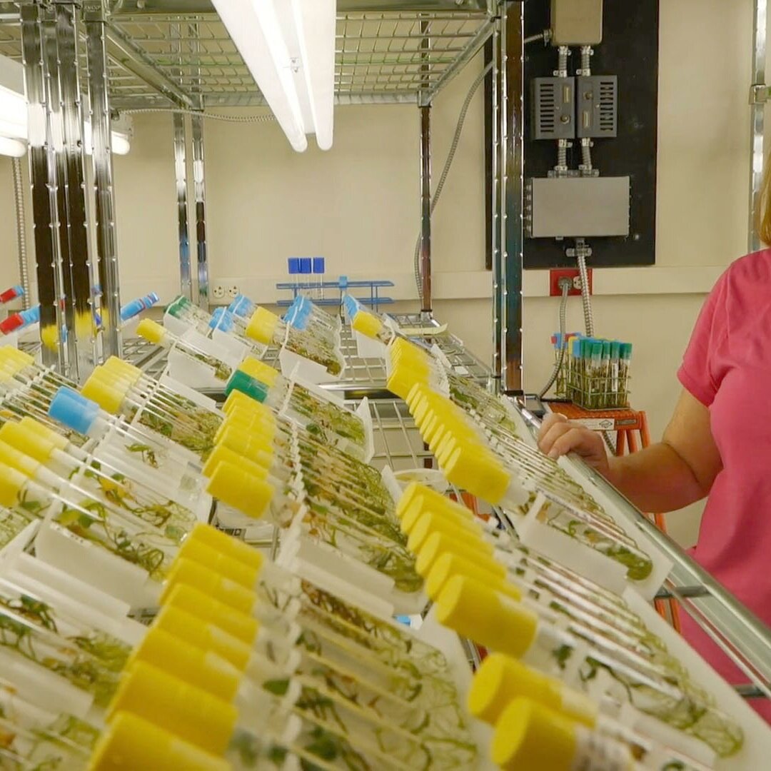 Sweet Potato Foundation Seed Program Continues To Thrive