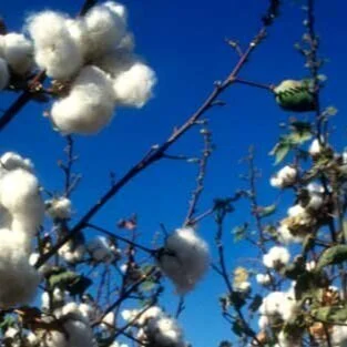 Demand Driven Bulls Trample Over 93 Cent Resistance In Cotton