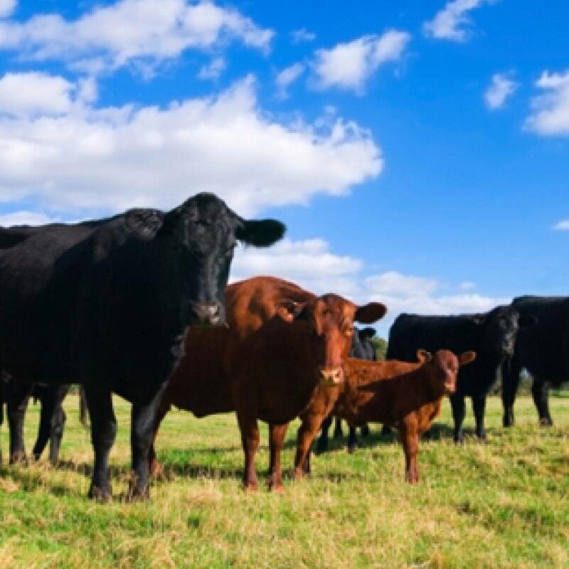 Dominique's Livestock Auction -- September 13-14, 2021