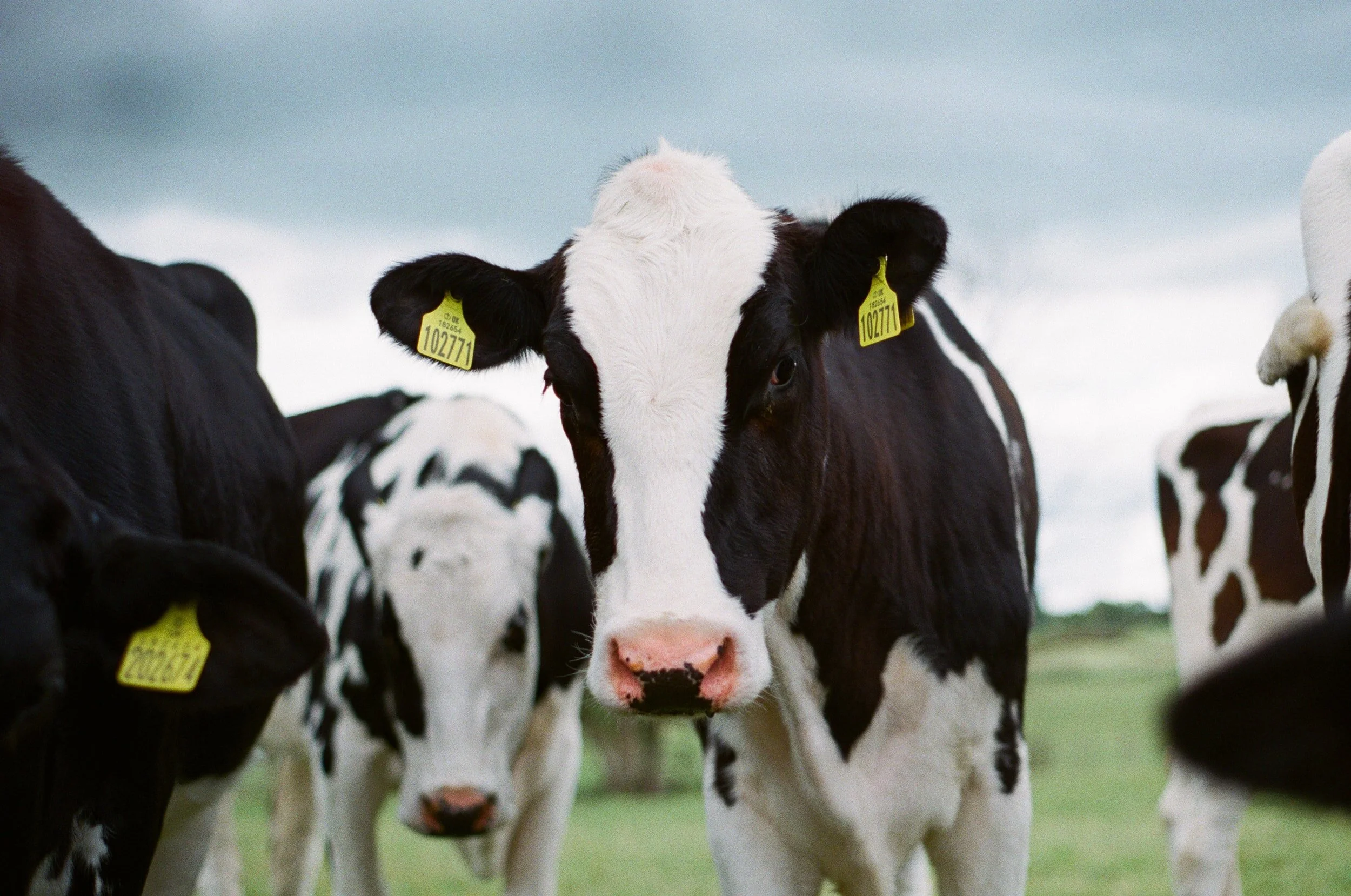 USDA Improves Dairy Safety Net and Details Pandemic Aid Program