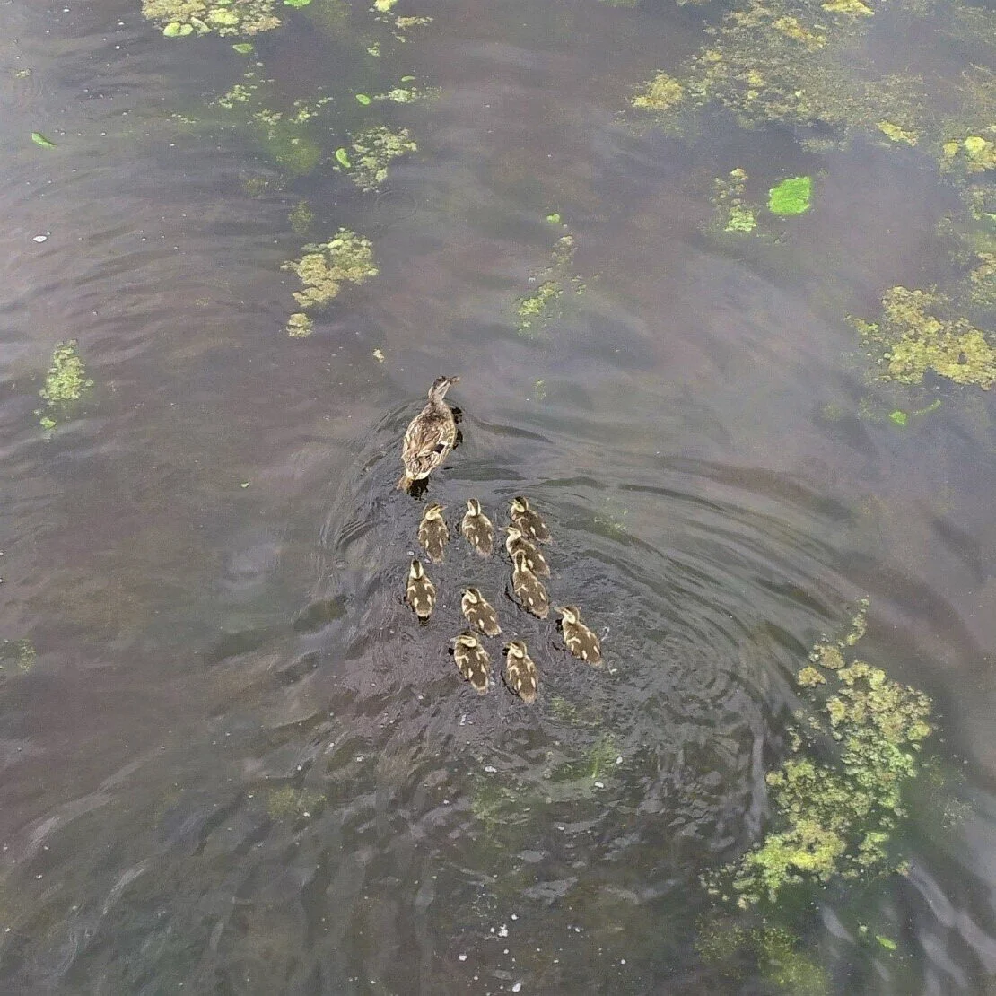 Drones Beneficial For Survey Duck Broods