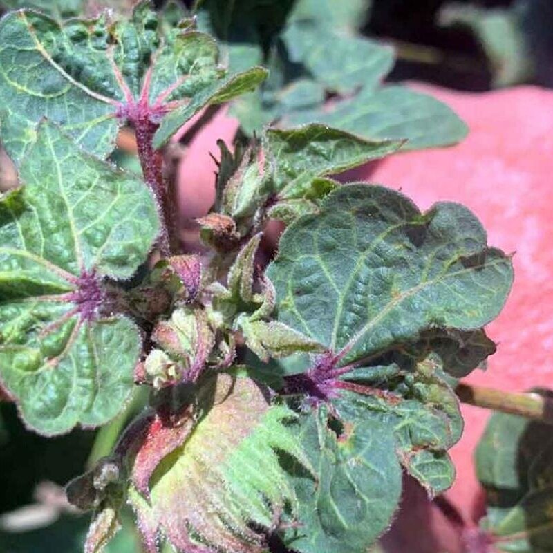 Cotton Leafroll Dwarf Virus In Fields, But Disasters Remain Rate