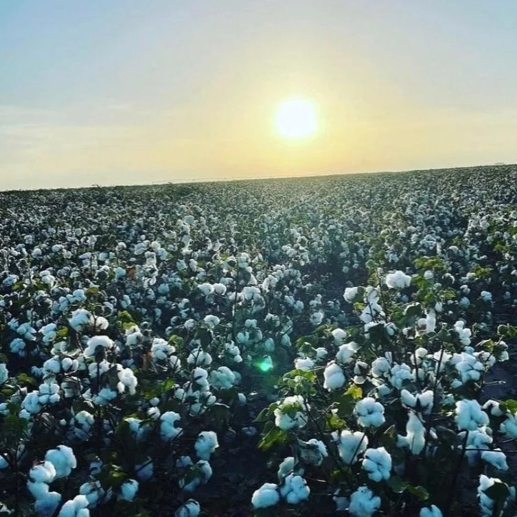 Mid-South Cotton