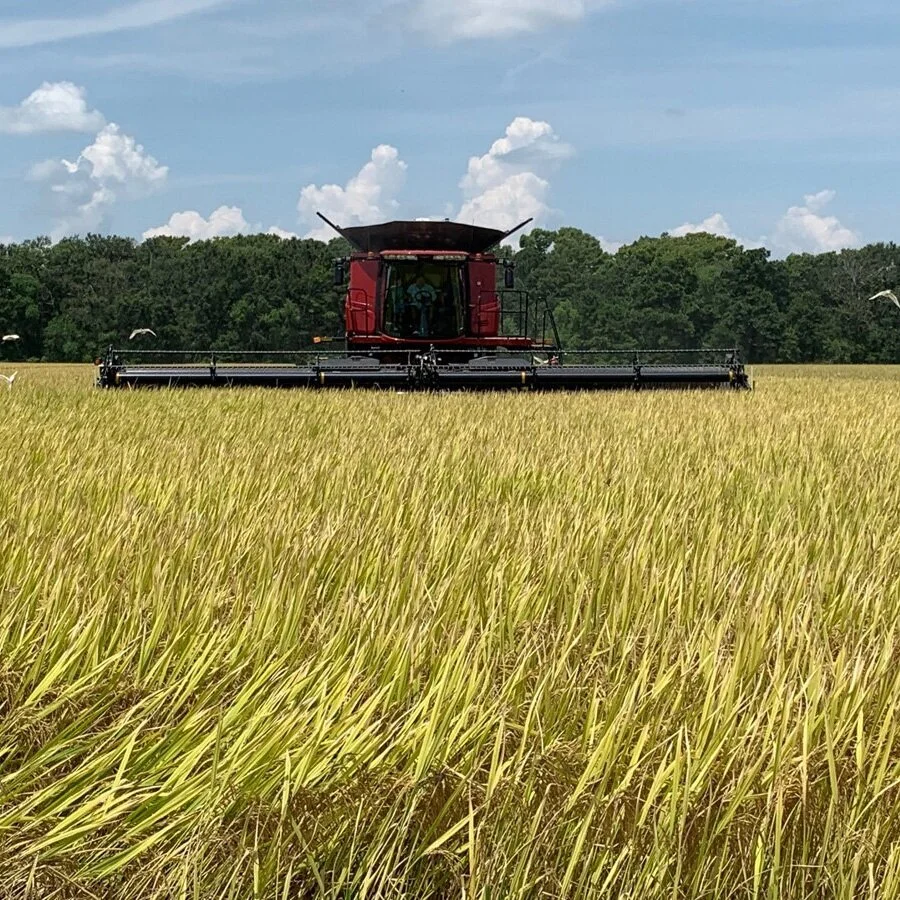 Rice Harvest Nearing Completion, Yields Better Than Expected