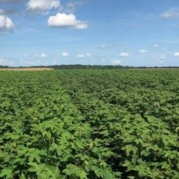 Diagnosing In-Season Potassium Deficiency In Louisiana Cotton