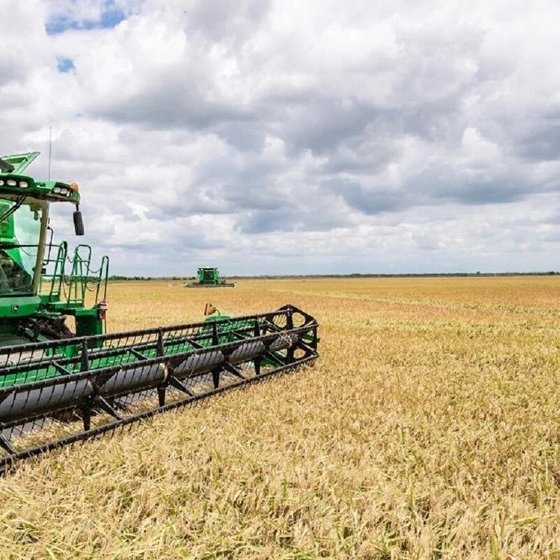 Rice Prices High Despite Ample Supply