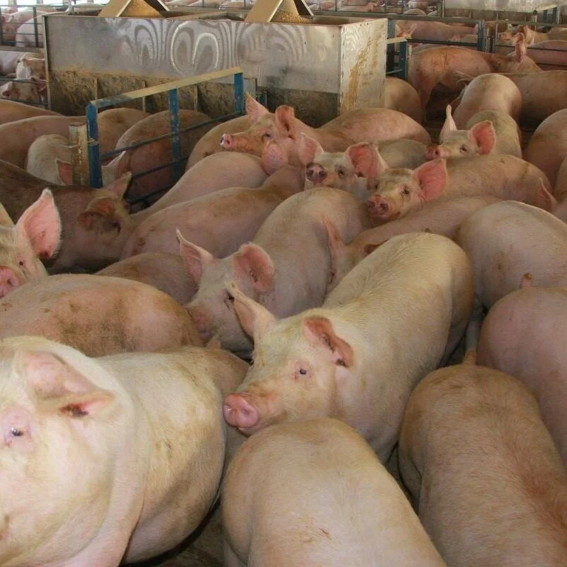 USDA One Step Ahead On Protecting US Pork Exports