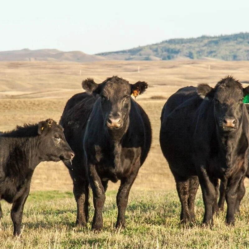 Dominique's Livestock Auction -- August 23-24, 2021