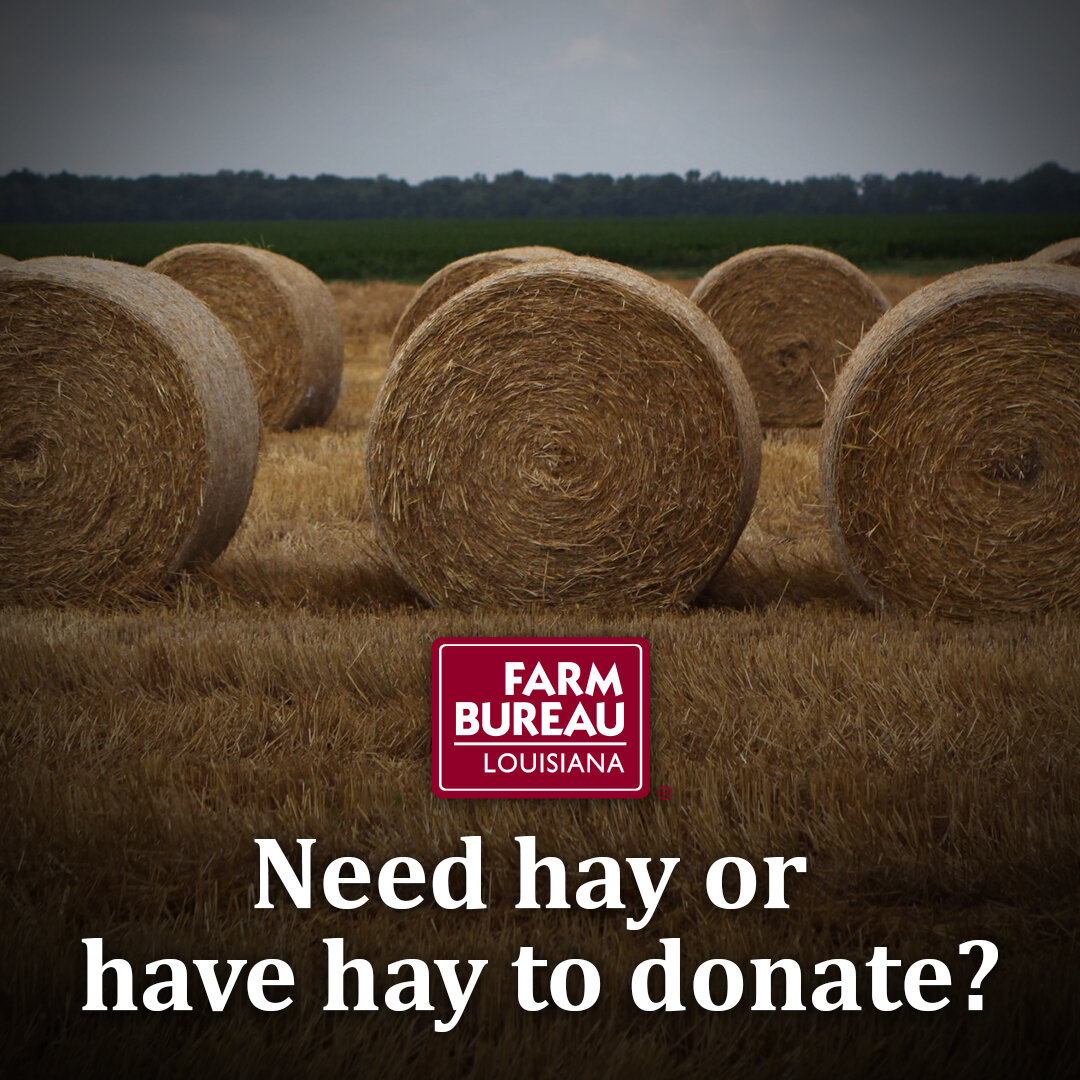 Louisiana Farm Bureau Opens Hay Clearinghouse
