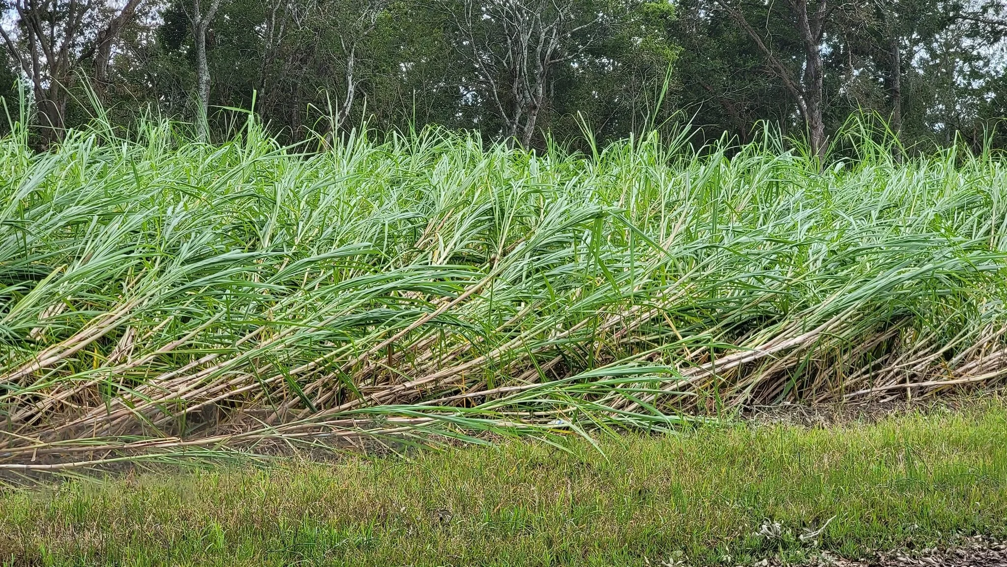 LSU AgCenter Assessing Damage from Hurricane Ida