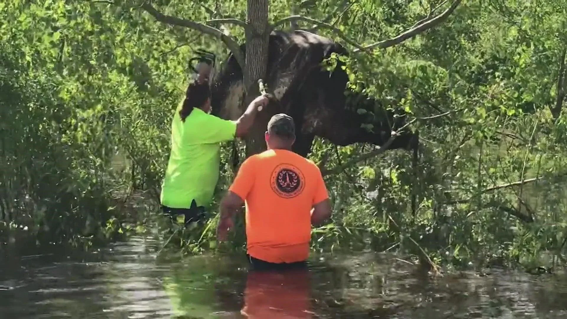 Cow Rescued From Tree Above Floodwater in St. Bernard Parish