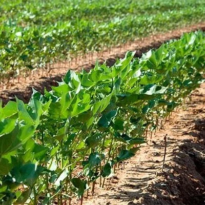 Mid-South Cotton 