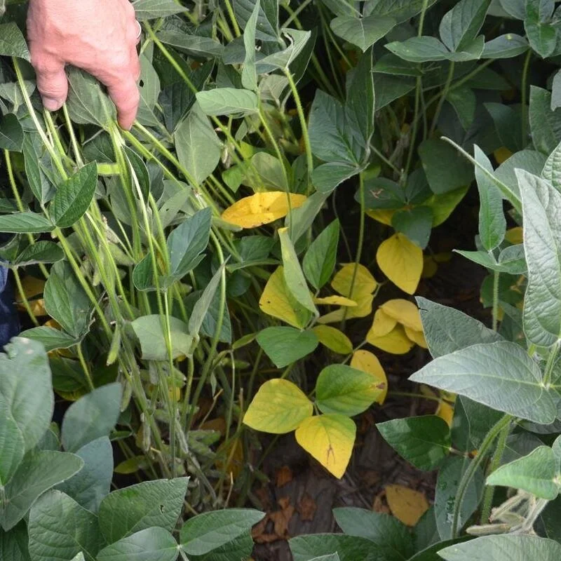 How To Tell If Fungicide Worked On Soybeans