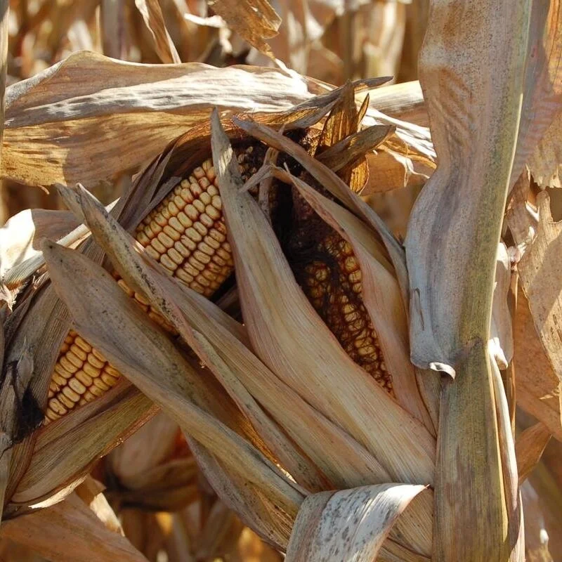 USDA To Offer New Insurance Option For Corn Farmers Who "Split-Apply" Nitrogen