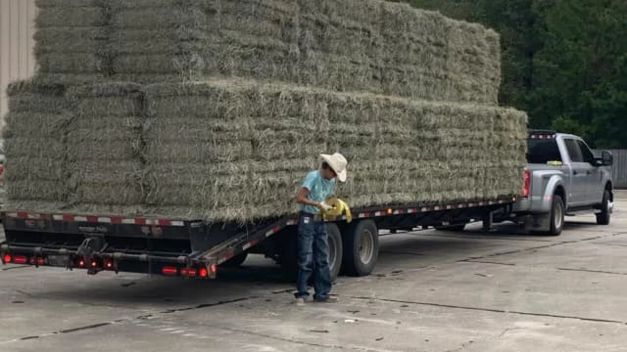 Hay on the Way to Cattle Stranded by Ida; Here’s How to Help